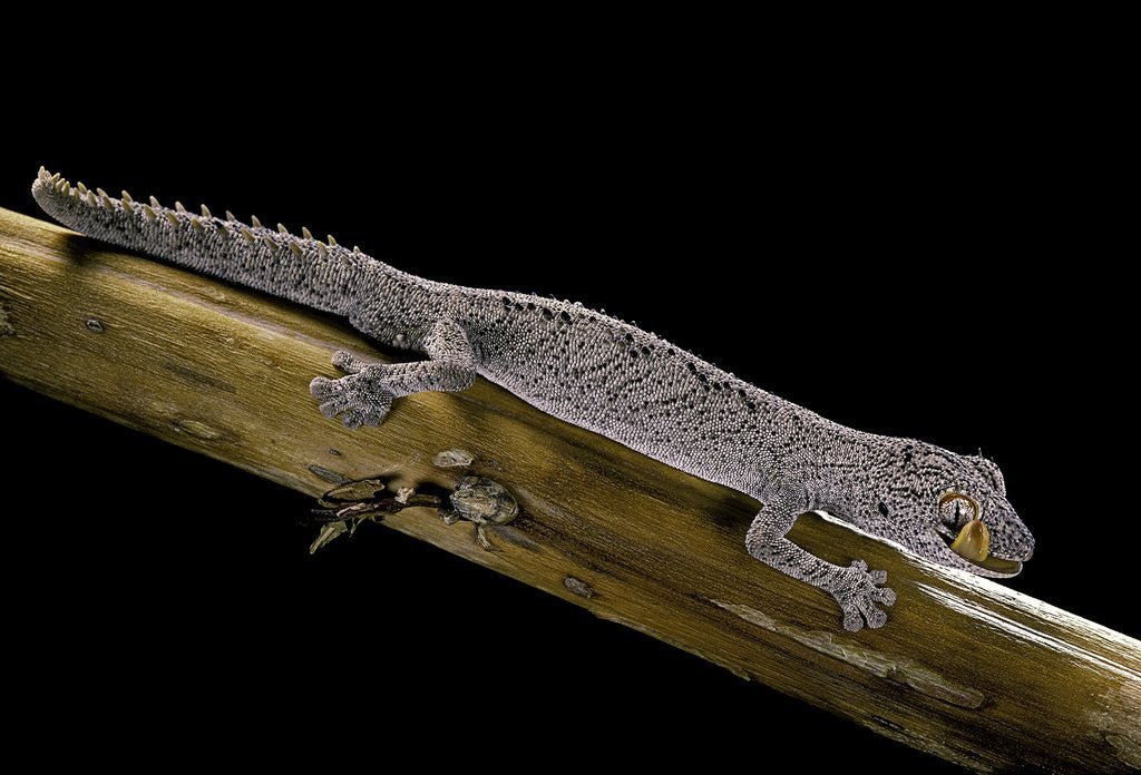 Detail of Diplodactylus ciliaris (Western spinytail gecko) by Corbis