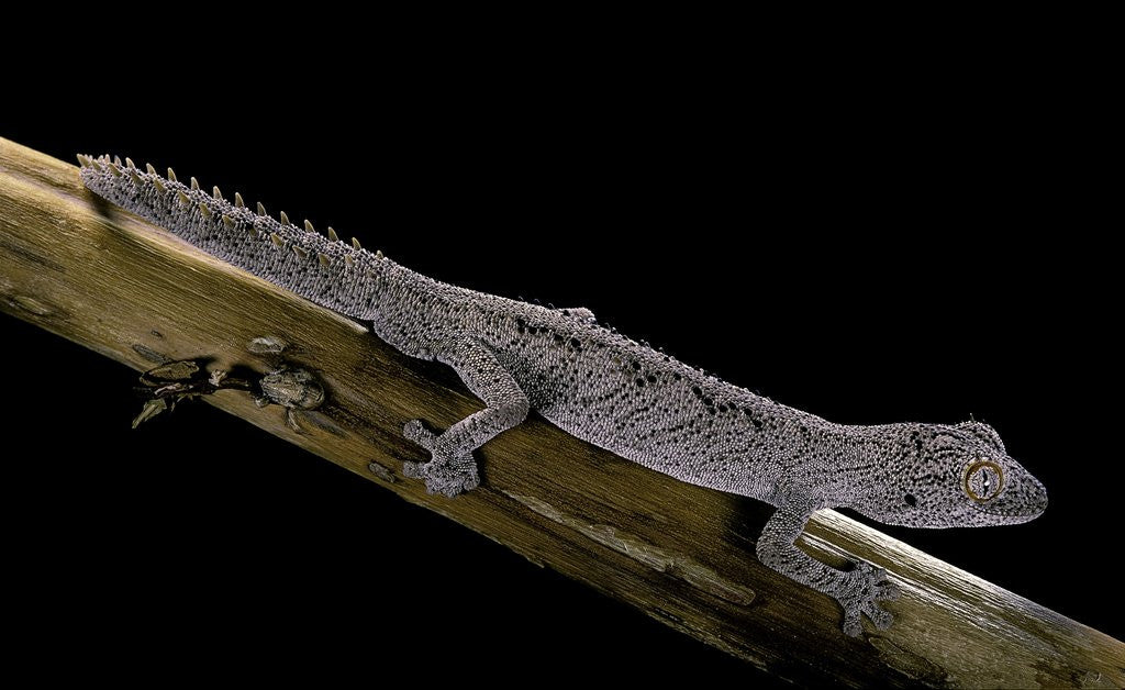 Detail of Diplodactylus ciliaris (Western spinytail gecko) by Anonymous