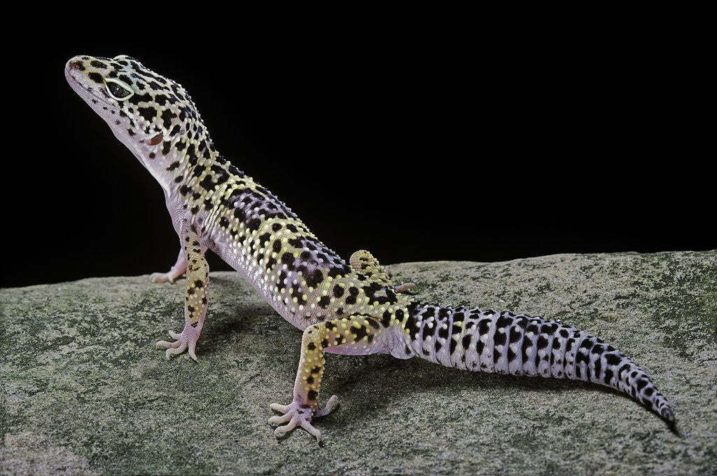 Detail of Eublepharis macularius (leopard gecko) by Anonymous