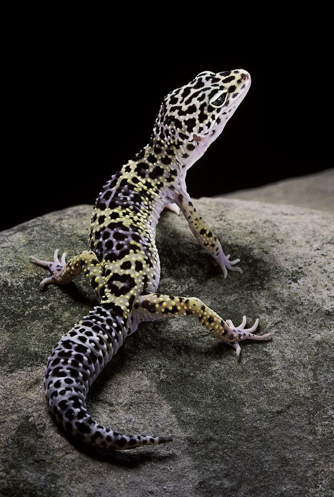Detail of Eublepharis macularius (leopard gecko) by Anonymous