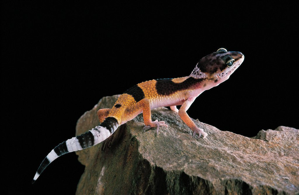 Detail of Eublepharis macularius f.golden (leopard gecko) by Corbis