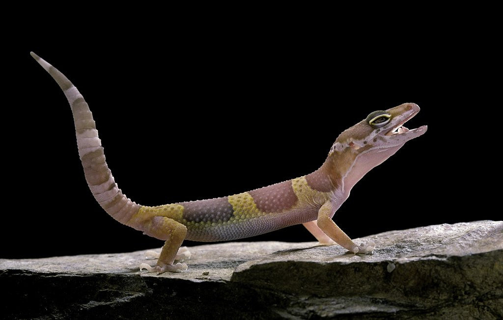 Detail of Eublepharis macularius f. albino (leopard gecko) by Anonymous