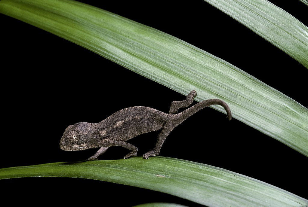 Detail of Furcifer oustaleti (Malagasy giant chameleon) - young by Corbis