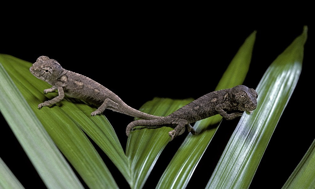 Detail of Furcifer oustaleti (Malagasy giant chameleon) - young by Anonymous