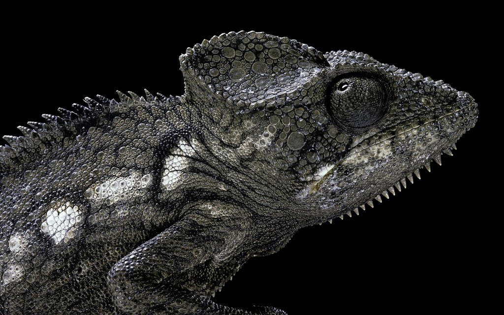 Detail of Furcifer oustaleti (Malagasy giant chameleon) by Anonymous