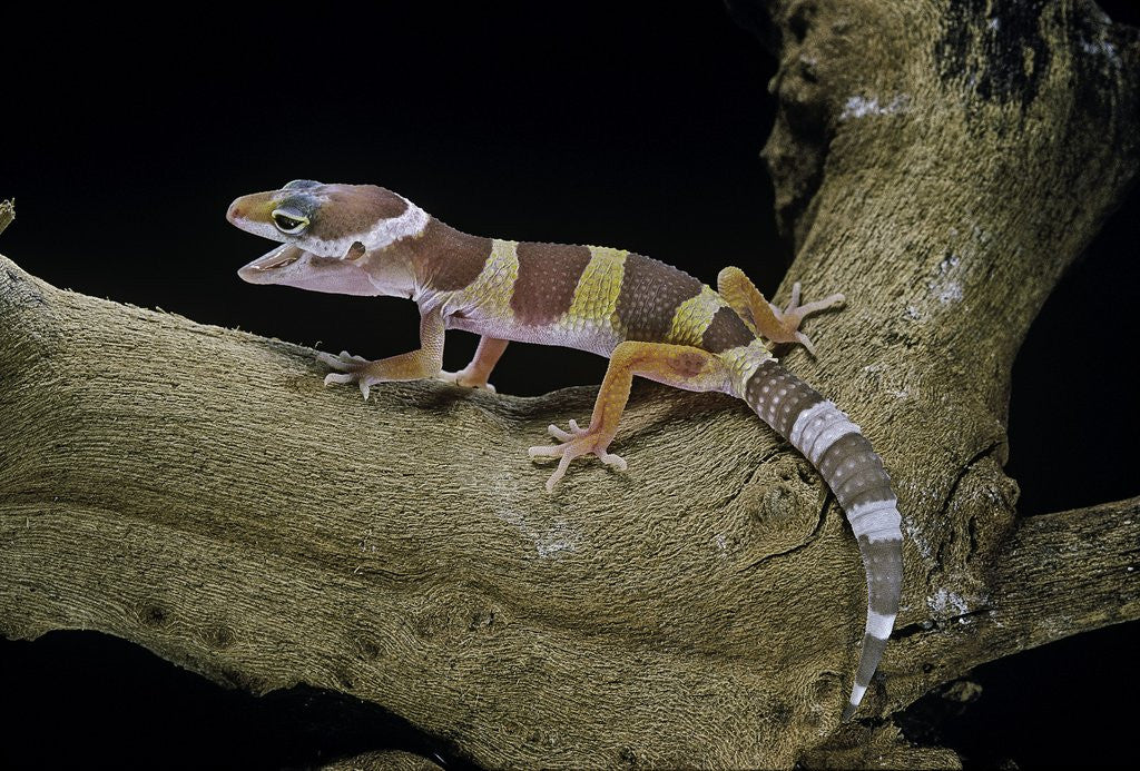 Detail of Eublepharis macularius f. albino (leopard gecko) by Anonymous