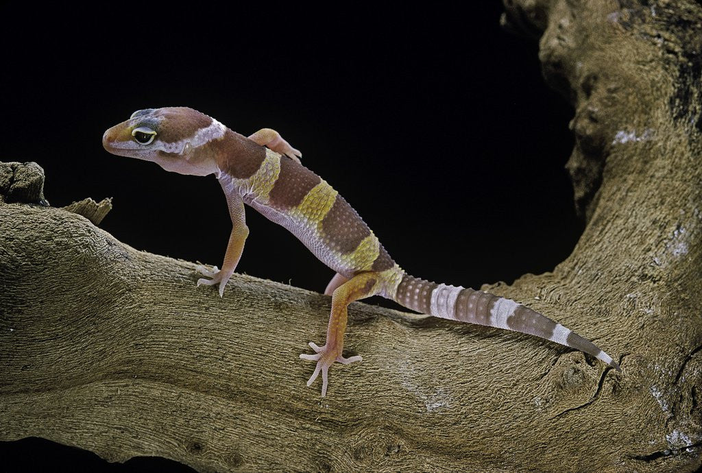 Detail of Eublepharis macularius f. albino (leopard gecko) by Anonymous