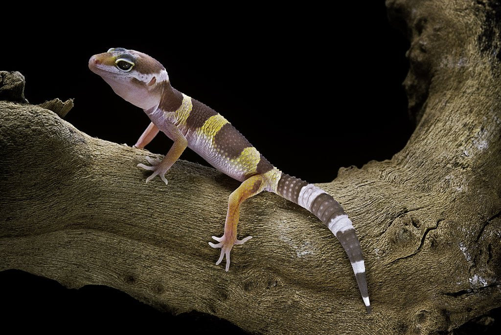 Detail of Eublepharis macularius f. albino (leopard gecko) by Anonymous