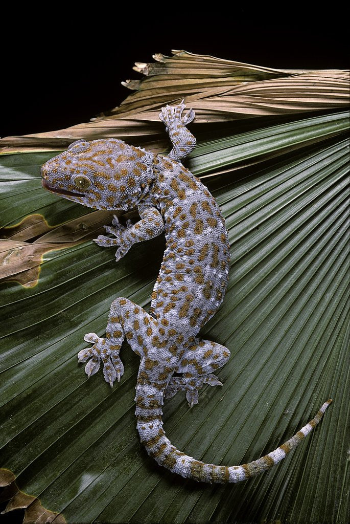 Detail of Gekko gecko (tokay gecko) by Corbis