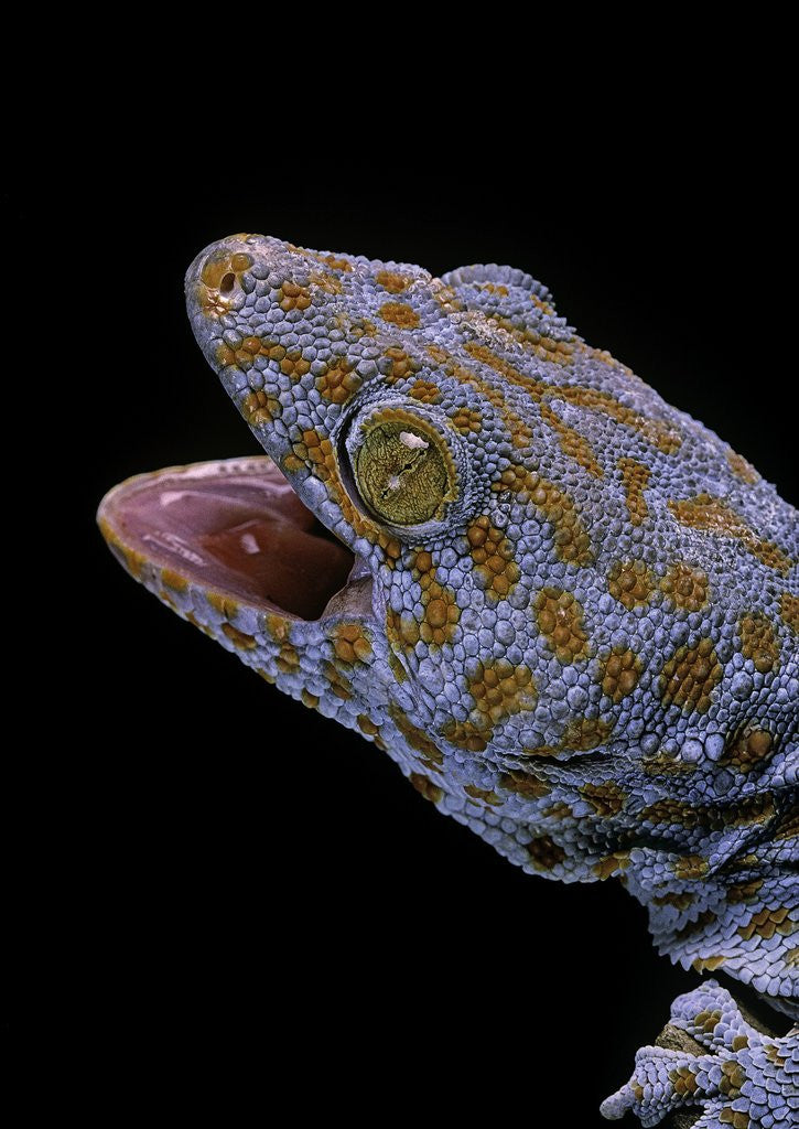 Detail of Gekko gecko (tokay gecko) by Anonymous