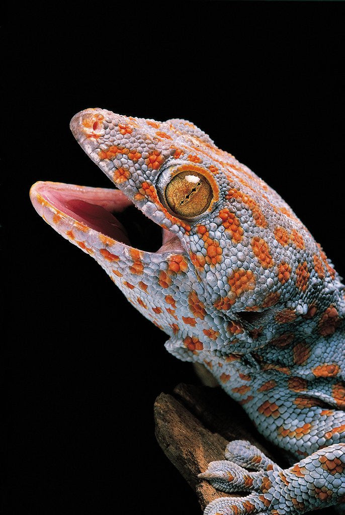 Detail of Gekko gecko (tokay gecko) by Anonymous