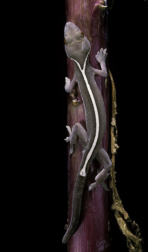 Detail of Gekko vittatus (lined gecko) by Anonymous