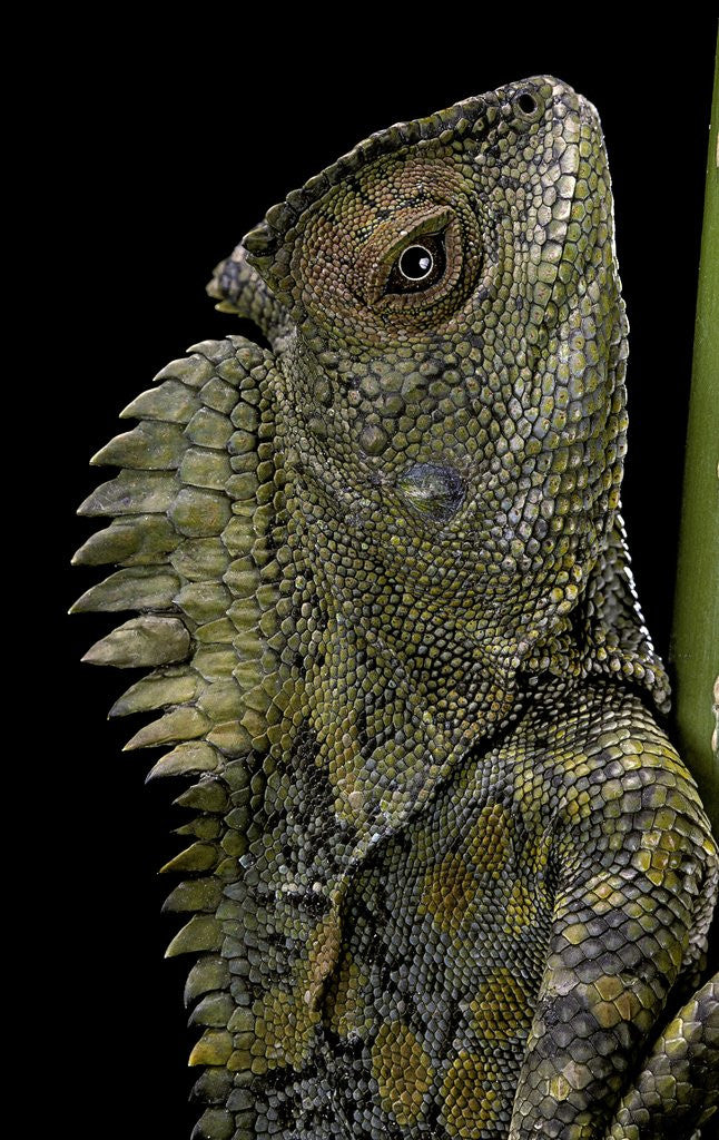 Detail of Gonocephalus chamaeleontinus (hump-beaded dragon) by Anonymous