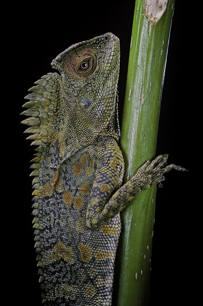 Detail of Gonocephalus chamaeleontinus (hump-beaded dragon) by Anonymous