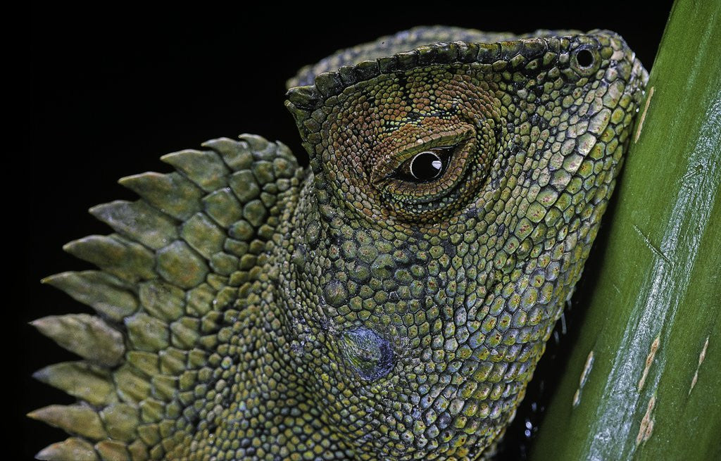 Detail of Gonocephalus chamaeleontinus (hump-beaded dragon) by Anonymous
