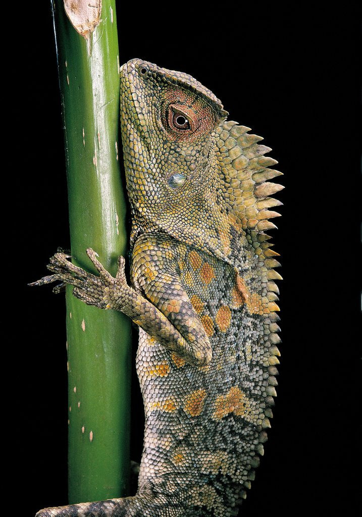 Detail of Gonocephalus chamaeleontinus (hump-beaded dragon) by Anonymous