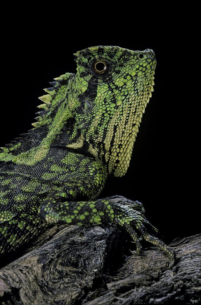 Detail of Gonocephalus kuhlii (hump-beaded dragon) by Anonymous