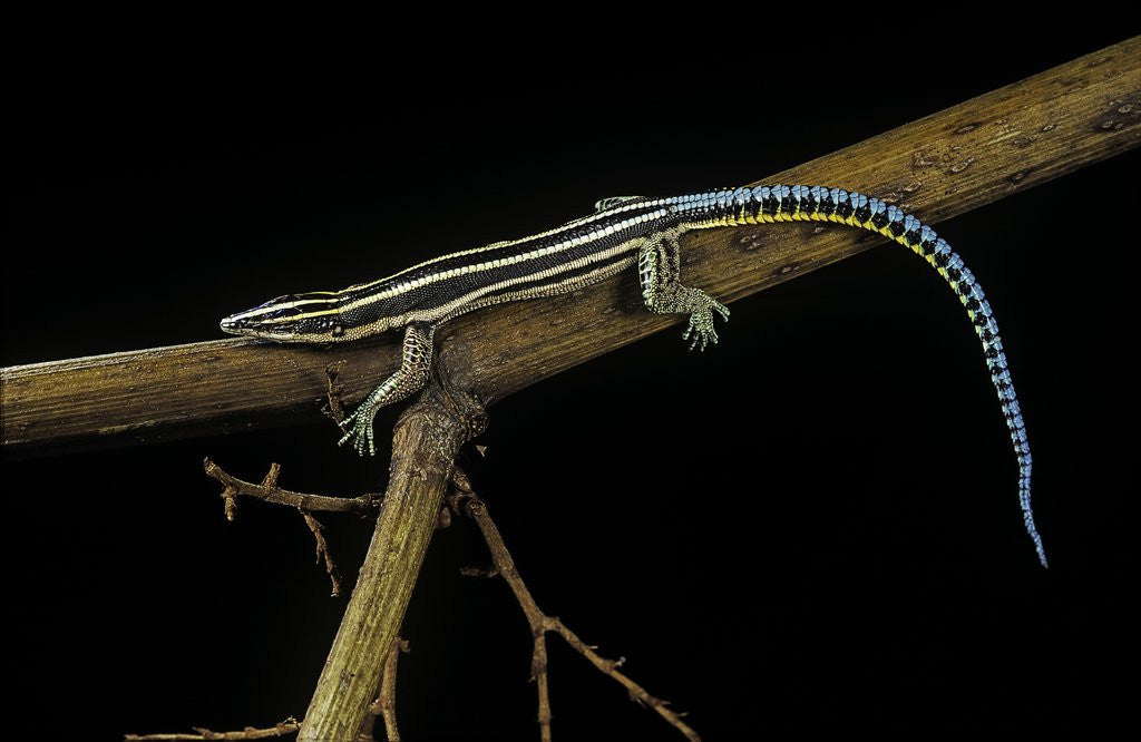 Detail of Holaspis guentheri (sawtailed lizard) by Anonymous