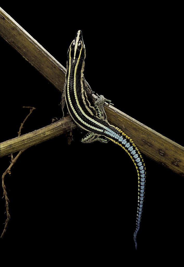 Detail of Holaspis guentheri (sawtailed lizard) by Anonymous