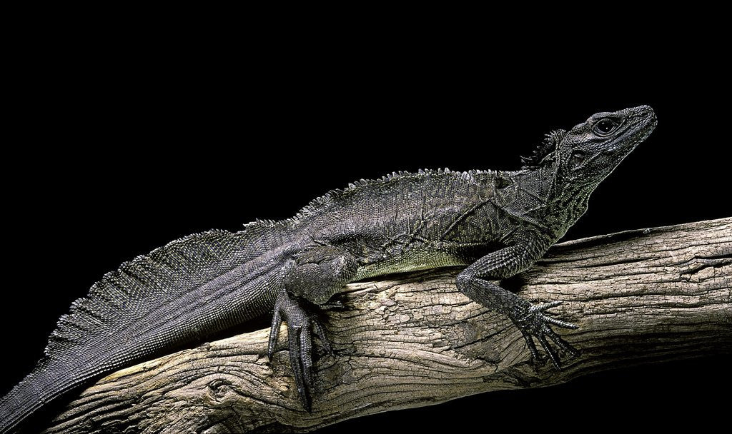 Detail of Hydrosaurus weberi (salfin dragon) by Anonymous