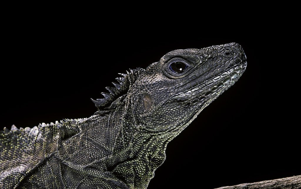 Detail of Hydrosaurus weberi (salfin dragon) by Anonymous