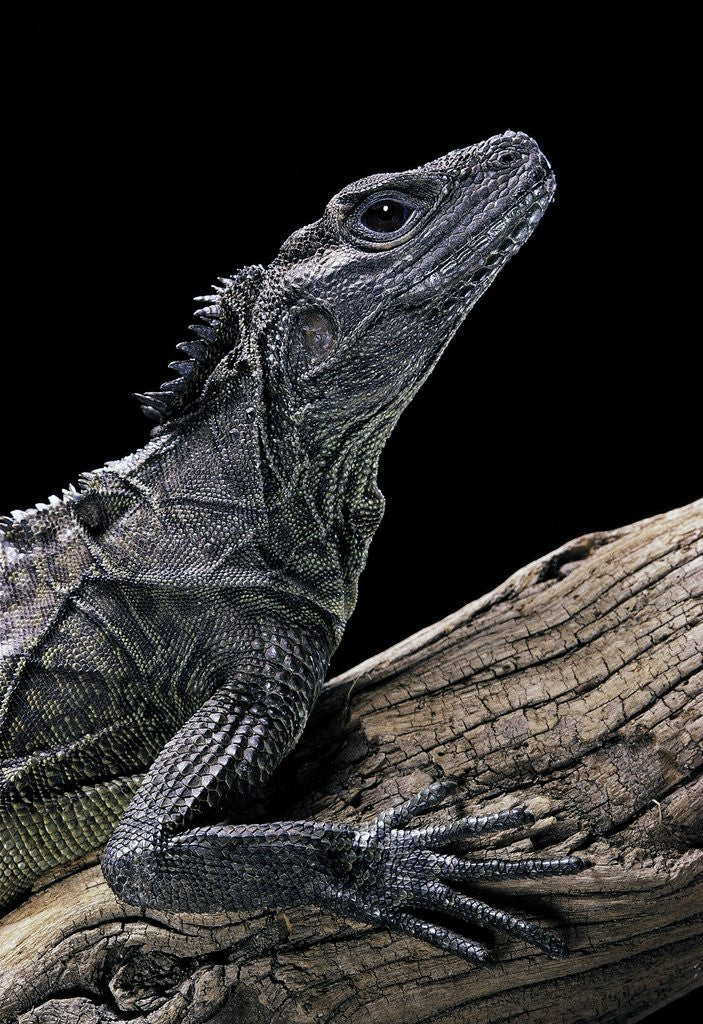 Detail of Hydrosaurus weberi (salfin dragon) by Anonymous