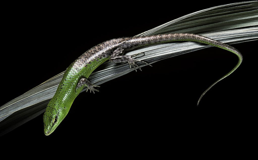 Detail of Lamprolepis (Dasia) smaragdina (emerald skink) by Anonymous