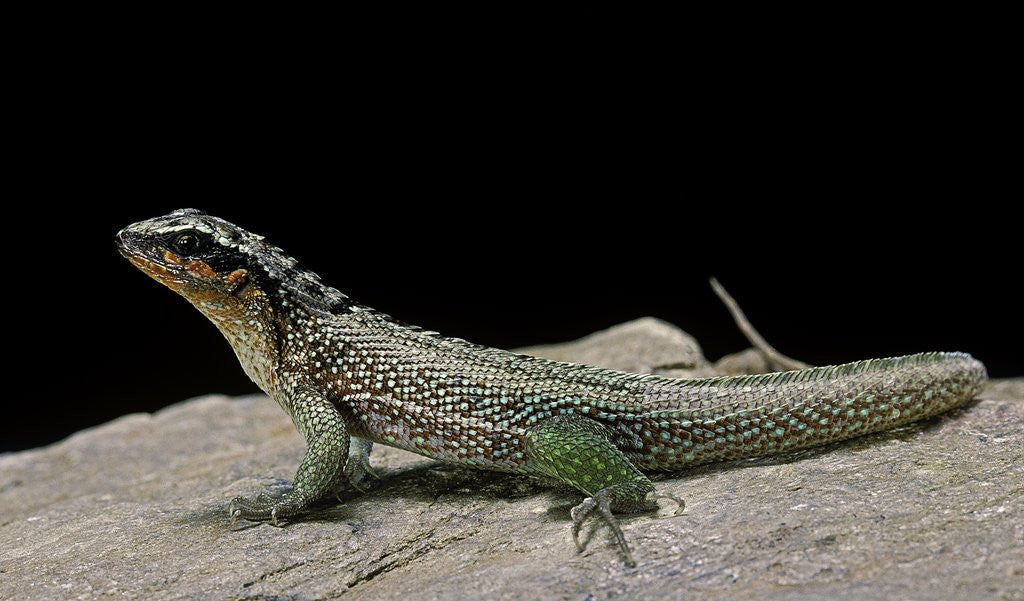 Detail of Leiocephalus schreibersi (red-sided curly-tail) by Anonymous