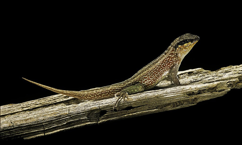 Detail of Leiocephalus schreibersi (red-sided curly-tail) by Anonymous