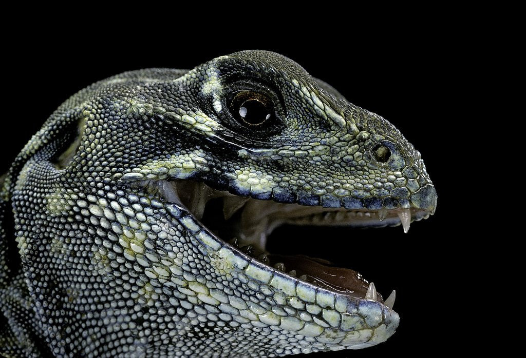 Detail of Leiolepis belliana (butterfly lizard) by Anonymous