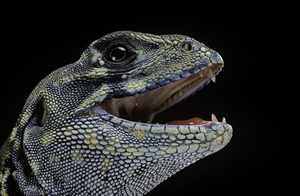 Detail of Leiolepis belliana (butterfly lizard) by Anonymous