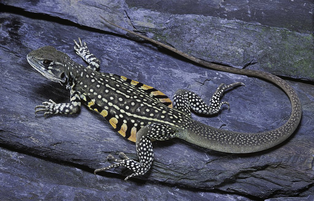 Detail of Leiolepis belliana (butterfly lizard) by Anonymous