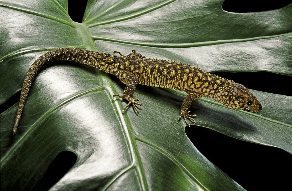 Detail of Lepidophyma flavimaculatum (bark lizard) by Anonymous