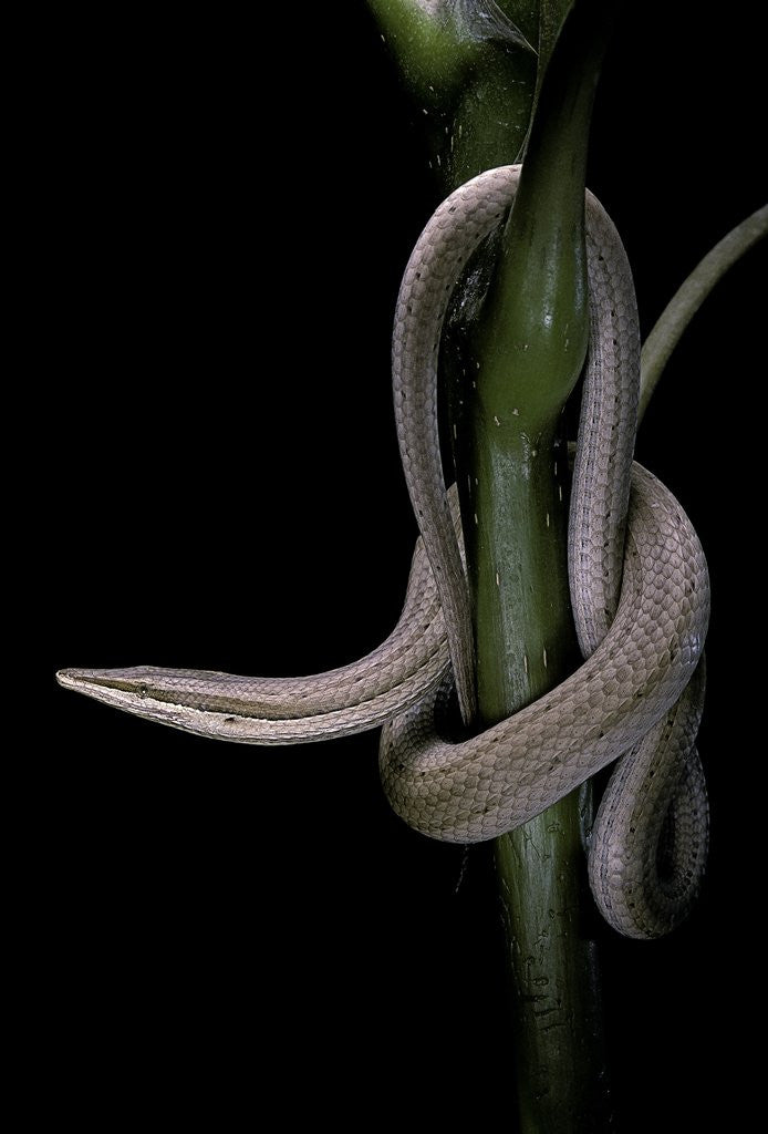 Detail of Lialis jicari (New Guinea snake-lizard) by Anonymous