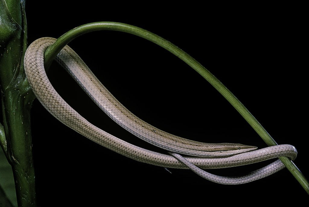 Detail of Lialis jicari (New Guinea snake-lizard) by Anonymous