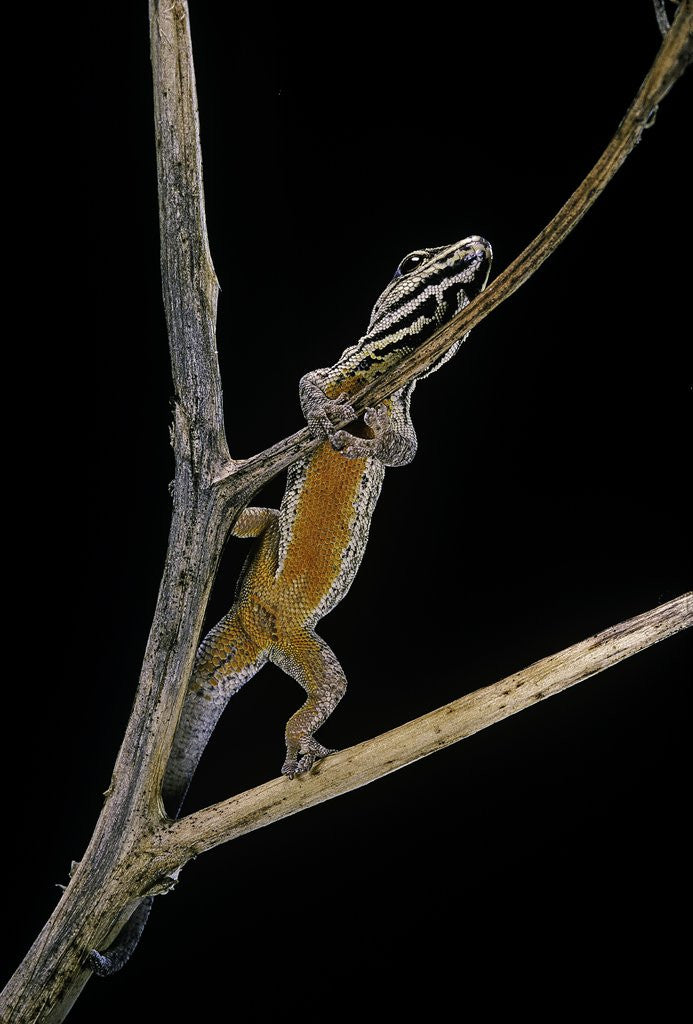 Detail of Lygodactylus gutturalis (dwarf gecko) by Anonymous