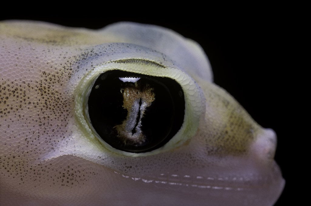 Detail of Palmatogecko rangei (Namib sand gecko) - eye by Anonymous