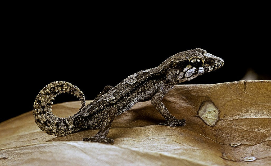 Detail of Paroedura androyensis (Grandidier's Madagasoer ground gecko) by Anonymous