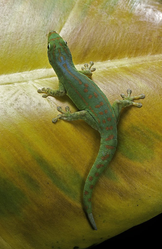 Detail of Phelsuma guimbeaui (Maurisius day gecko) by Anonymous