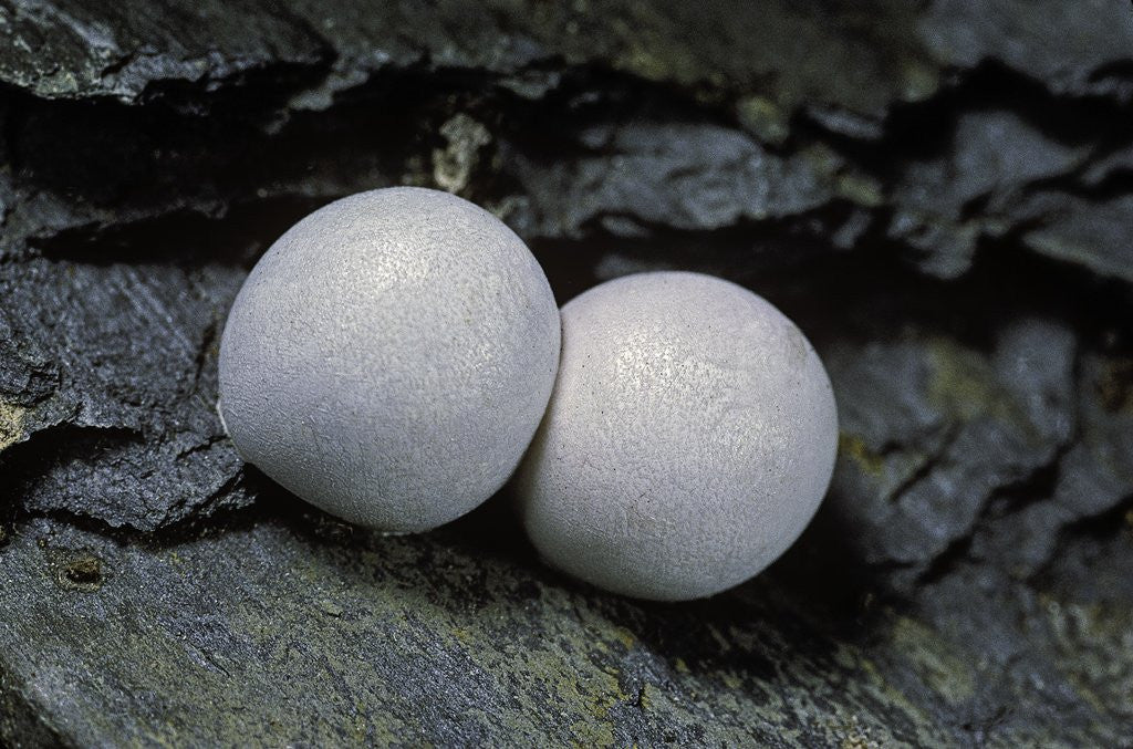 Detail of Phelsuma ornata (ornate day gecko) - eggs by Anonymous