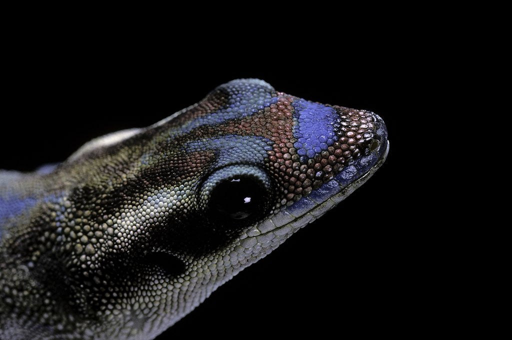 Detail of Phelsuma ornata ornata (ornate day gecko) by Anonymous