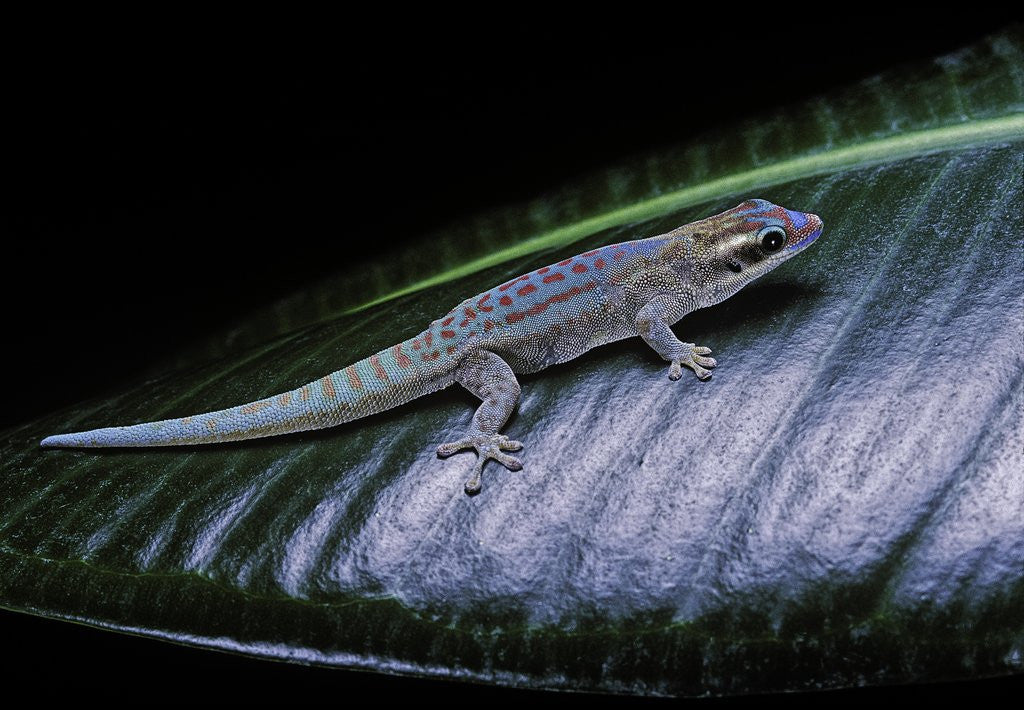 Detail of Phelsuma ornata ornata (ornate day gecko) by Anonymous