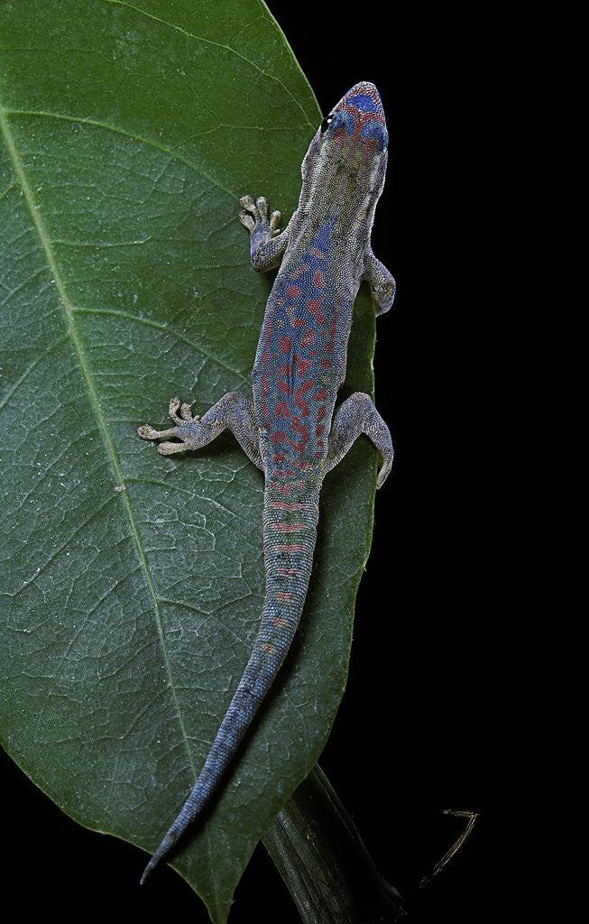 Detail of Phelsuma ornata ornata (ornate day gecko) by Anonymous