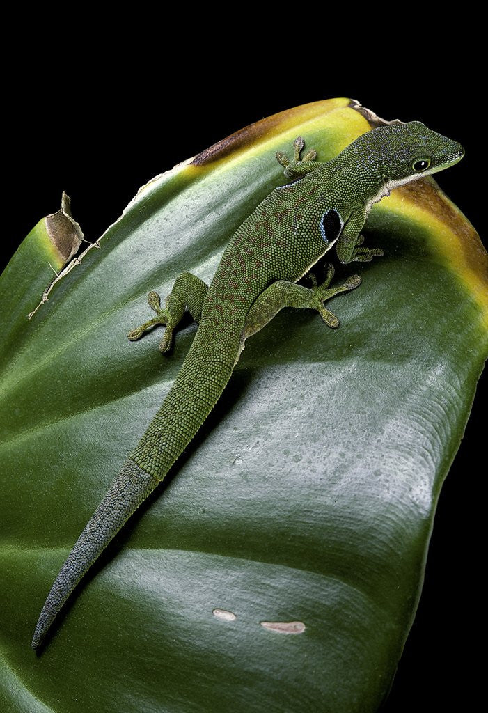 Detail of Phelsuma quadriocellata (Peacock day gecko) by Anonymous