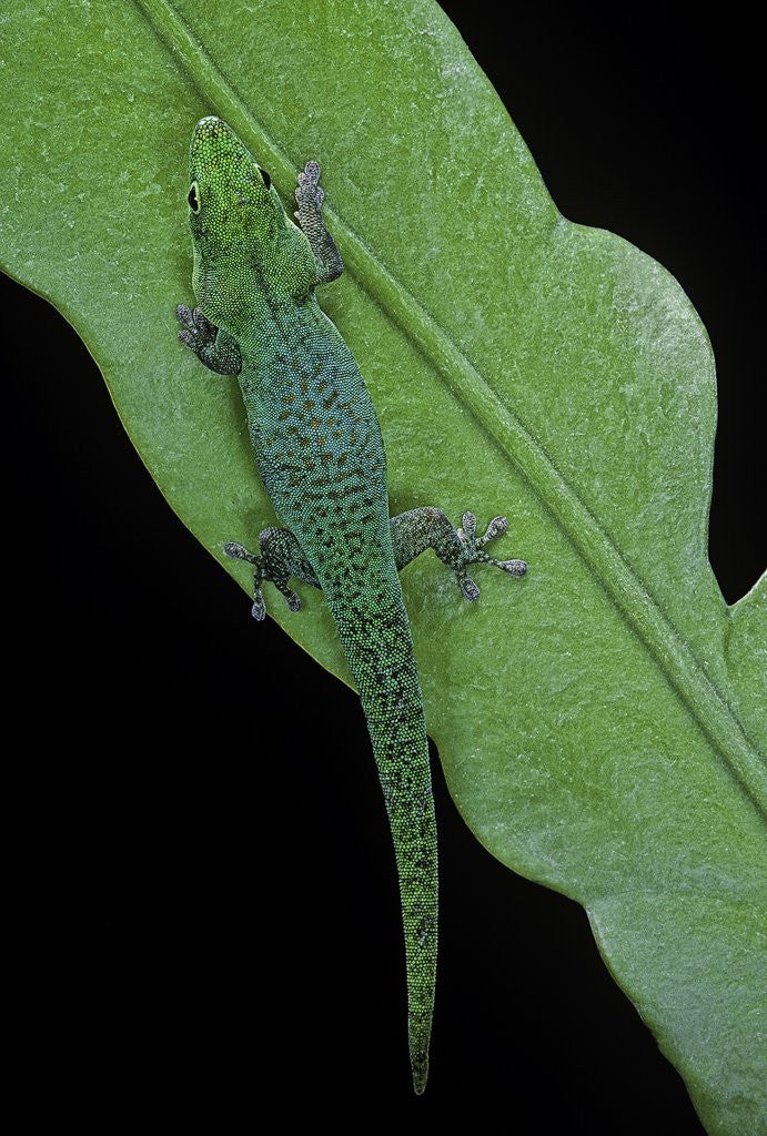 Detail of Phelsuma v-nigra (Indian day gecko) by Corbis