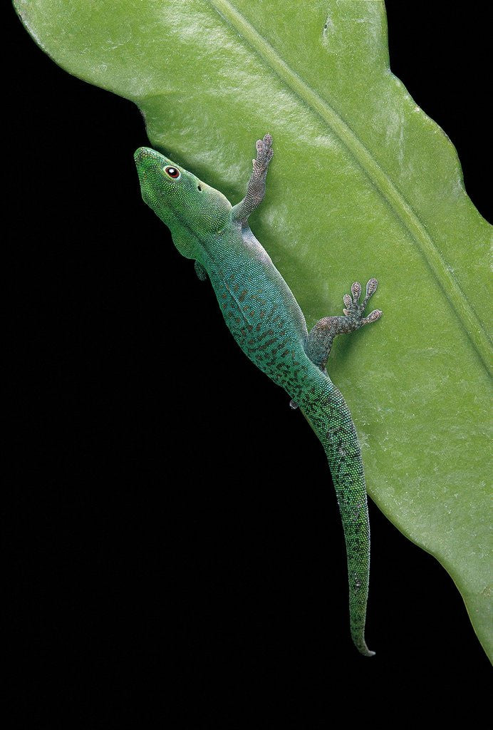 Detail of Phelsuma v-nigra (Indian day gecko) by Corbis