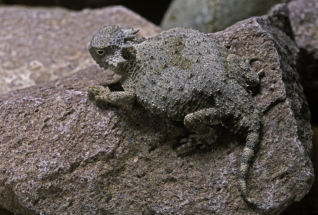 Detail of Phrynosoma modestum (roundtailed horned lizard) by Anonymous