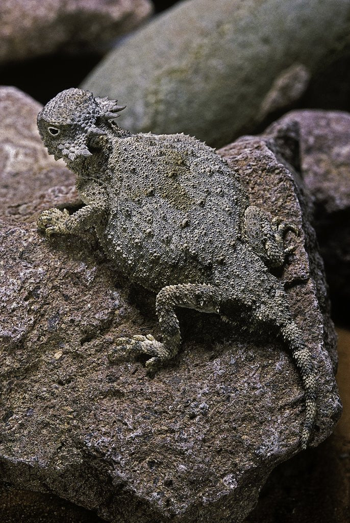 Detail of Phrynosoma modestum (roundtailed horned lizard) by Anonymous