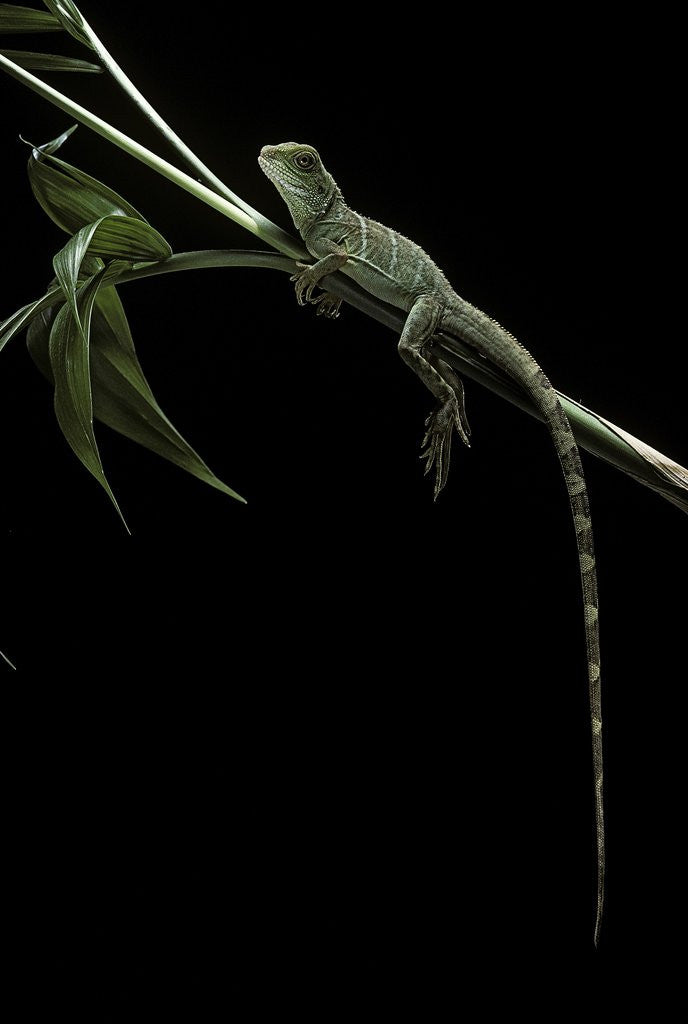 Detail of Physignathus coccinus (Asian water dragon) by Anonymous