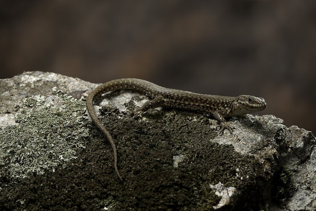 Detail of Podarcis muralis (common wall lizard) by Anonymous